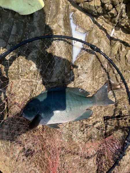 沖磯で梅雨グレ狙い