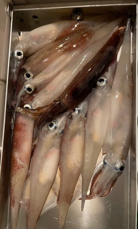 ヤリイカメタル