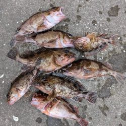 チヌ、ガシラ好調です♪