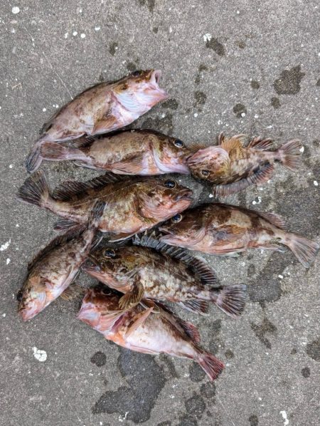 チヌ、ガシラ好調です♪