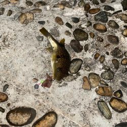 久しぶりのヒラメ