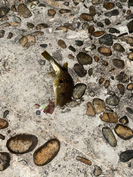 久しぶりのヒラメ