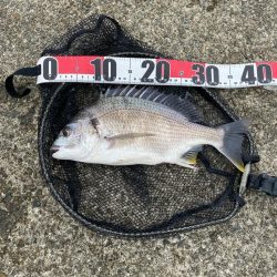 キビレ2、シーバス1