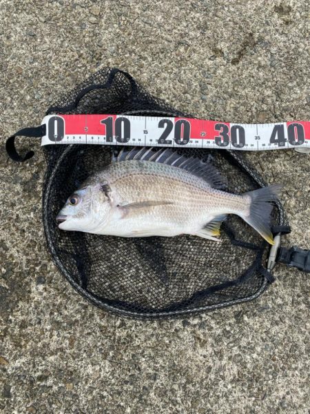 キビレ2、シーバス1