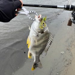 満月周り中潮の淀川キビレ