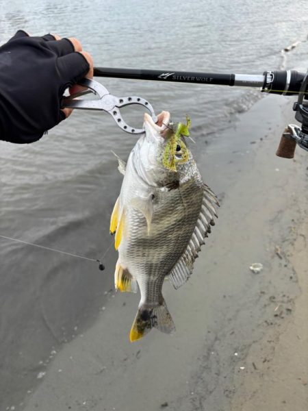 満月周り中潮の淀川キビレ