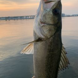 シーバスイワシパターン