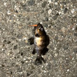 フロートメバリング