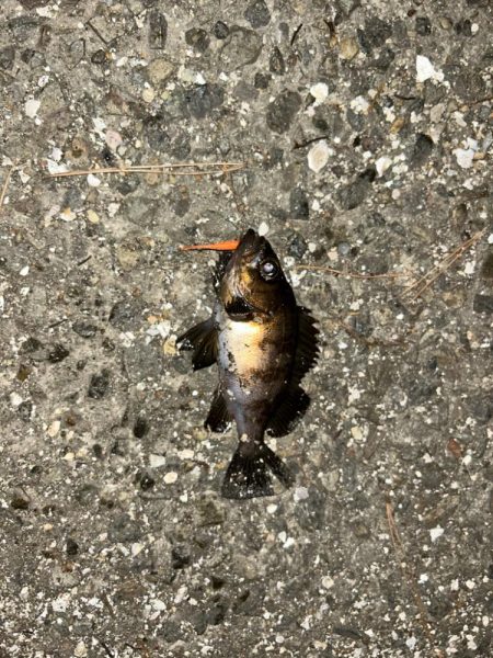 フロートメバリング