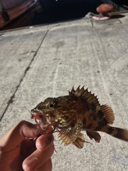 初アジングー！