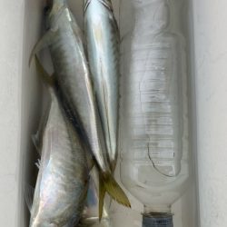 この日は小さめ(*´꒳`*)