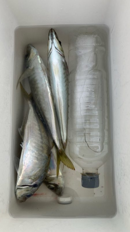 この日は小さめ(*´꒳`*)