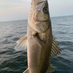 朝マヅメシーバス2匹