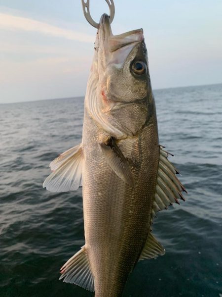 朝マヅメシーバス2匹