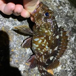 打ちまくられた荒地