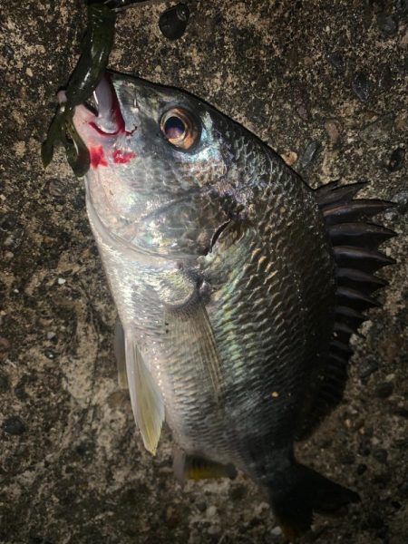 シーバス&チニング