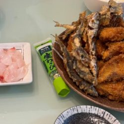 チヌ狙いだがボラ祭りに、、、