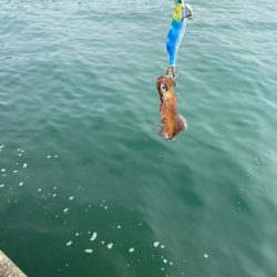 エギングからのアジング