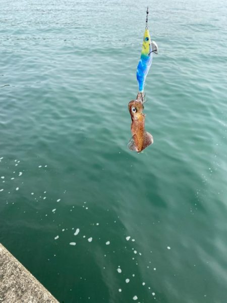 エギングからのアジング