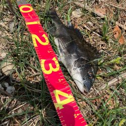 今年初の落とし込みは成功！