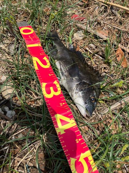 今年初の落とし込みは成功！