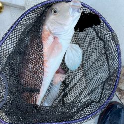 タイラバしたりして4目達成