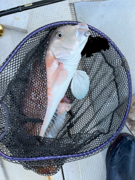 タイラバしたりして4目達成