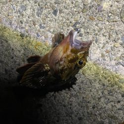 南港メバリング