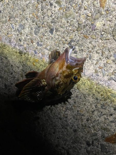 南港メバリング