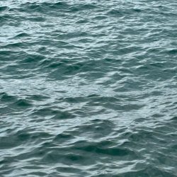 今季初場所の下見