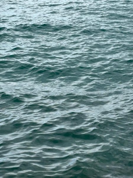 今季初場所の下見