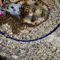 ナイトから朝マズメエギング