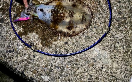 ナイトから朝マズメエギング