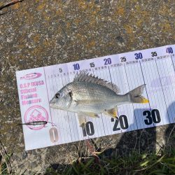 フリーリグにて