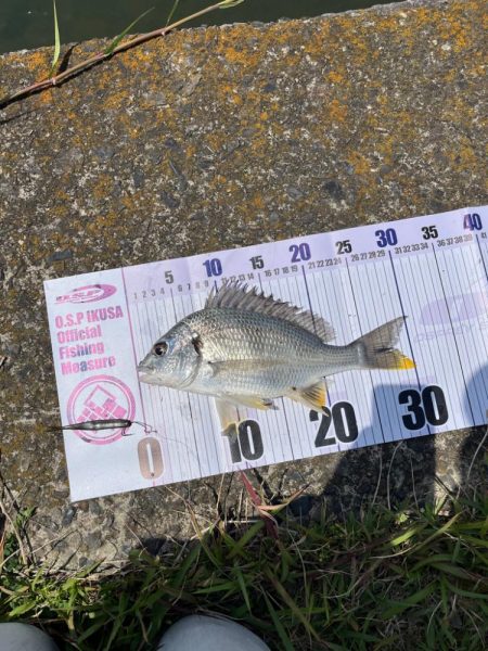 フリーリグにて