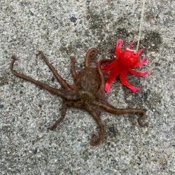 今年初の大阪湾奥。蛸散歩。。