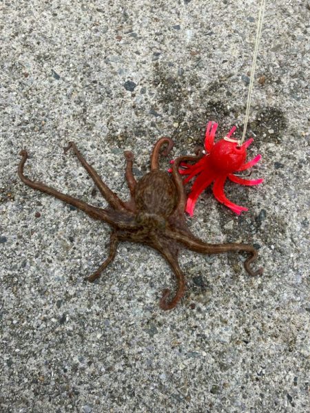 今年初の大阪湾奥。蛸散歩。。