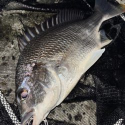 ヘチってきました