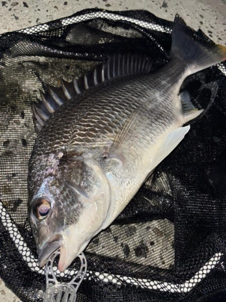 ヘチってきました