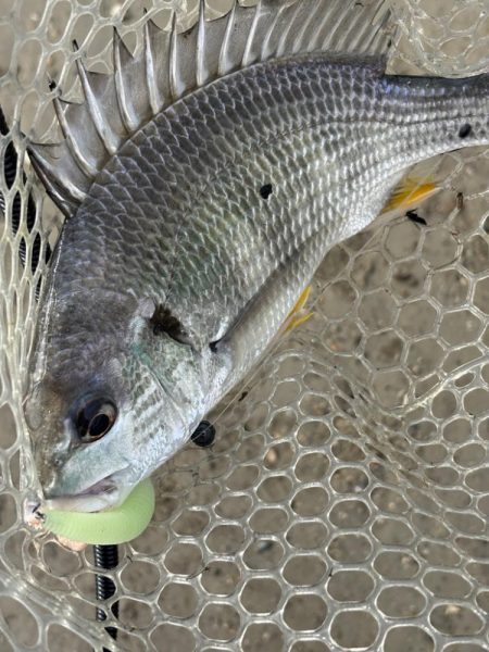 淀川　場所ムラがすごい