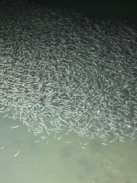 今年はの夫婦での遠征!!