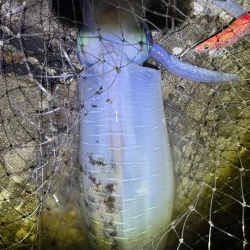 エギング　大物連発