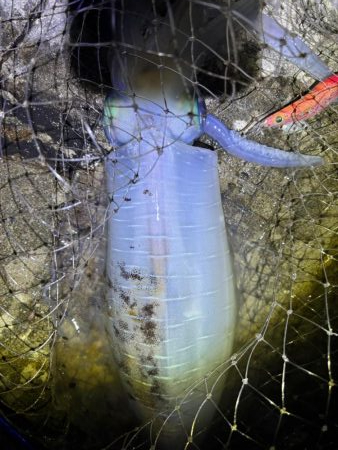 エギング　大物連発