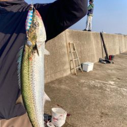 マキマキのボトムからの巻き上げにゃ！