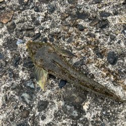 昼からのちょい投げ