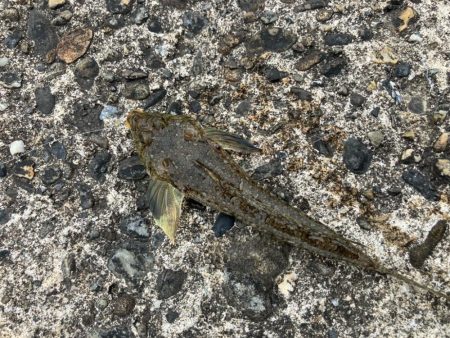 昼からのちょい投げ