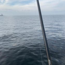 朝マヅメシーバス