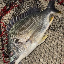 ヘチってきました