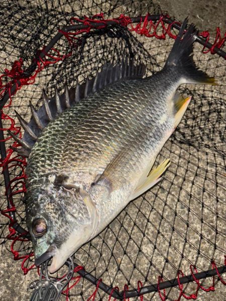 ヘチってきました