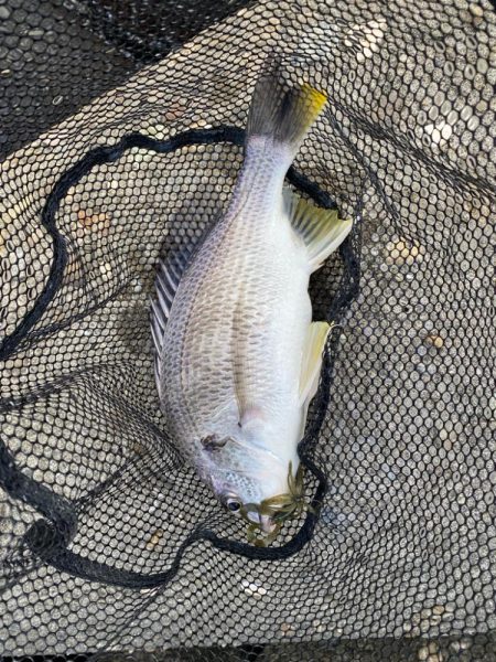 当たりは多いが